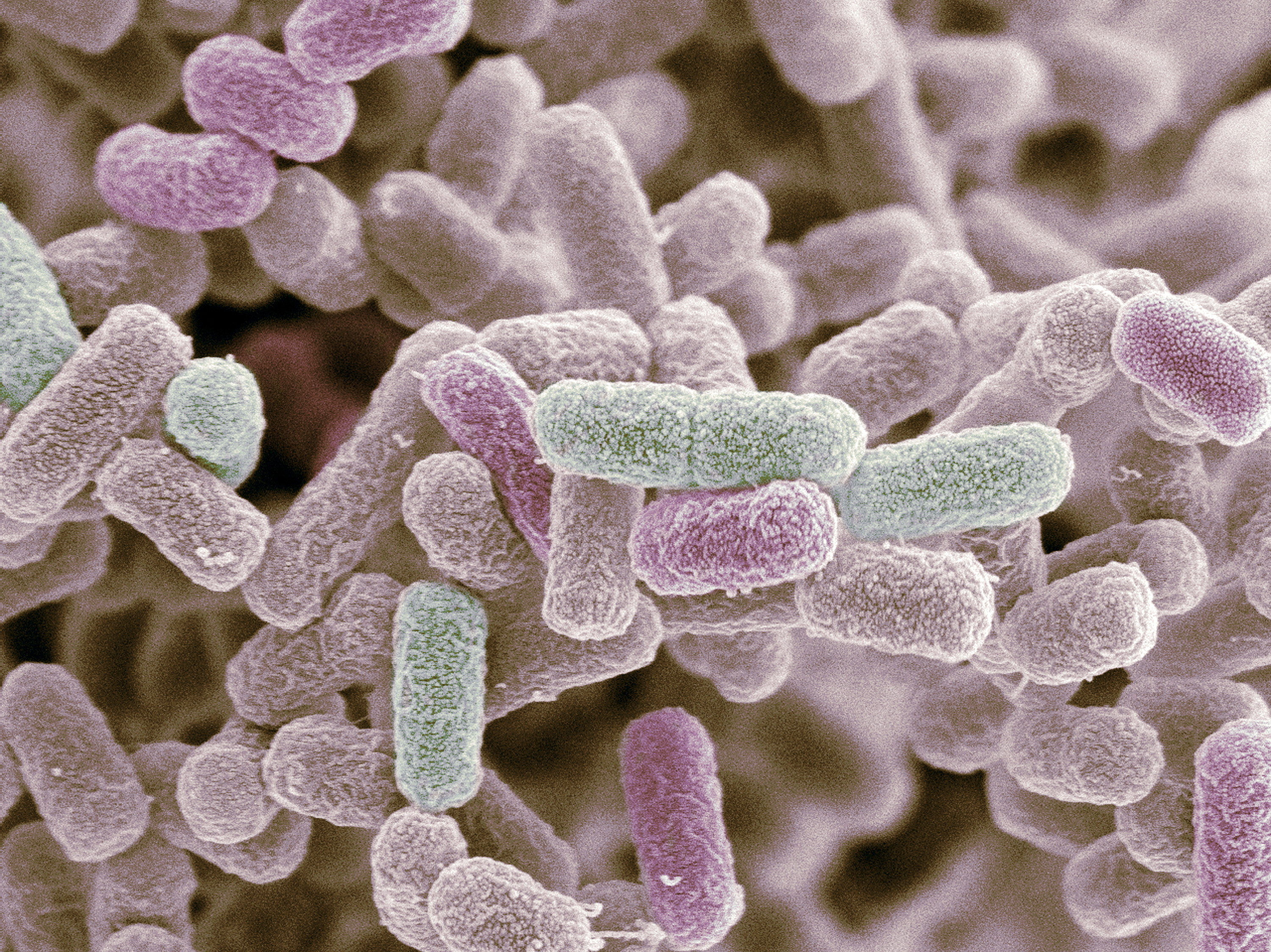 bacteria E. coli