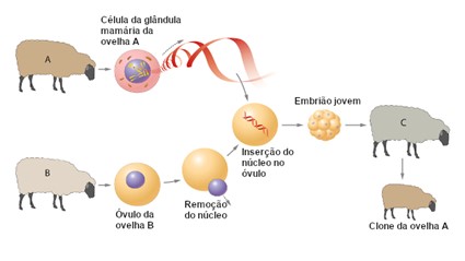 Processo de Clonagem