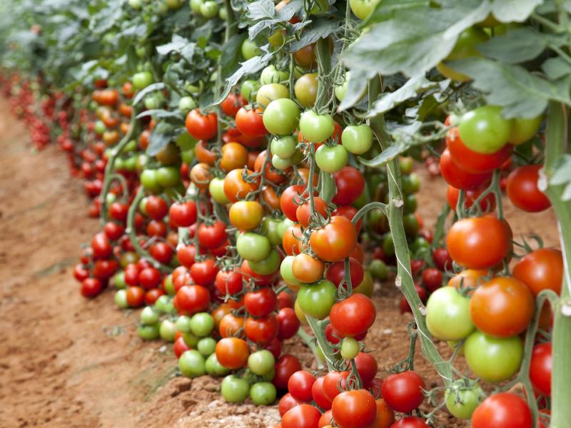 Plantação de tomates